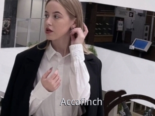 Accafinch